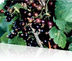 http://www.super-lutein.net/export/sites/superlutein/vi/vn/images/quality/image-02.jpg